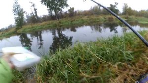 Неплохие ТРОФЕИ для такой речки! Осенний джиг с берега! Рыбалка на ЛЕСНОЙ РЕКЕ!