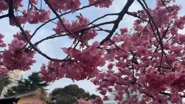 Как выглядит первая сакура в Токио? смотреть онлайн