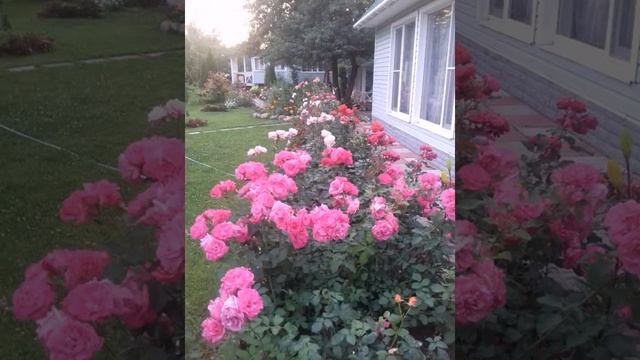 В моем саду. смотреть онлайн