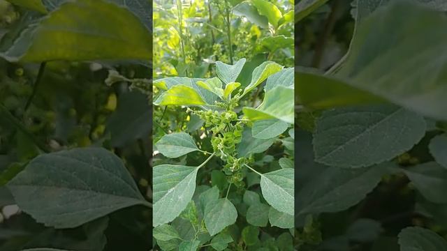 Indian Acalypha #Part_02 #Common Names #Morphology #Madrauni | मदरौनी