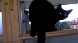 Кот лает, как собака.