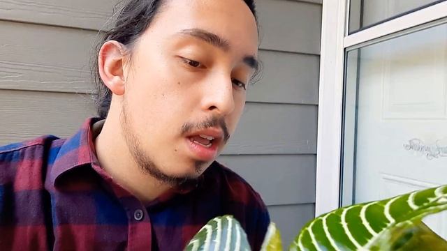 How to grow Zebra Plant / Aphelandra squarrosa смотреть онлайн