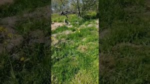 Аэробная биологическая станция из бетонных колец, принцип работы обычным объяснением по людски.