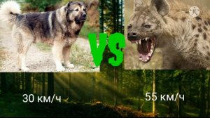 кавказская овчарка vs пятнистая гиена