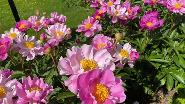 Vlog 122-Какие растения украсят ваш сад в июне. Модные тенденции сочетания растений.Английские сады смотреть онлайн