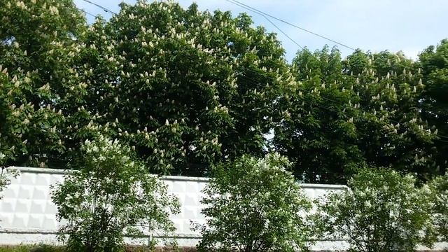 ЦВЕТУТ КОНСКИЕ КАШТАНЫ/Chestnut blossom смотреть онлайн