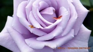 Роза чайно-гибридная Стерлинг (rose sterlingorum) ? обзор: как сажать, саженцы розы Стерлинг