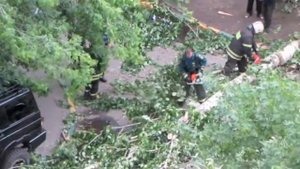 110621. Уборка поваленного дерева