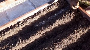 Сажайте озимый лук вовремя , для получения гарантированного урожая.