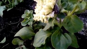 Петуния махровая Пируэт Пурпл, 21 мая