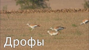 ДРОФА - величественная птица !!! И одна из самых больших !!!