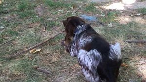 РУССКИЙ КОКЕР СПАНИЕЛЬ - САМАЯ КРАСИВАЯ И ЛЮБИМАЯ НАША СОБАКА.   И НАМНОГО ЛУЧШЕ  НЕКОТОРЫХ ЛЮДЕЙ!!