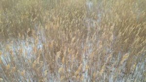 Съемка кабана с дрона