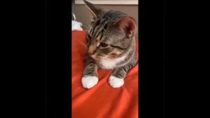 Милые животные_35