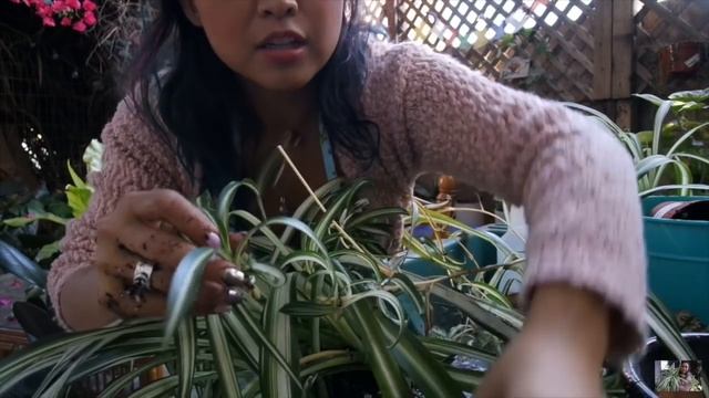 Meet my plants + Planting with Jewelyn: Chlorophytum Comosum | December 2017 смотреть онлайн