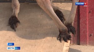 В орловском цирке голодают животные. Требуется помощь