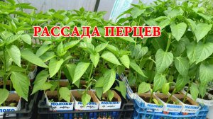 Возможно ли в домашних условиях  улучшить свойства сорта. Обзор рассады перца.