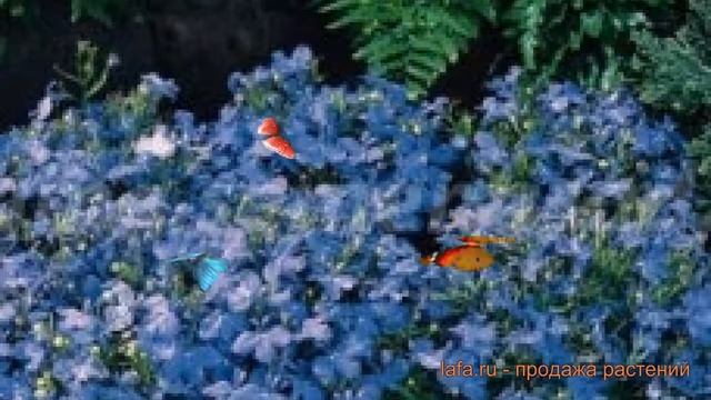 Лобелия прямостоячая Скай Блю ? лобелия Скай Блю обзор: как сажать семена лобелии Скай Блю смотреть онлайн