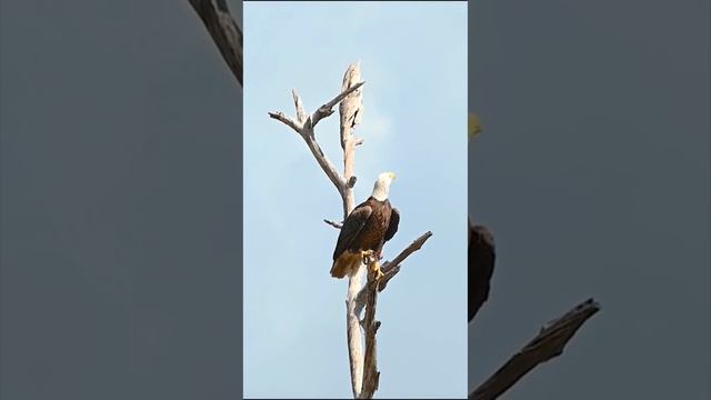 Християнський погляд на притчу про орла та ворона! #истина #притча #слово #христианство смотреть онлайн