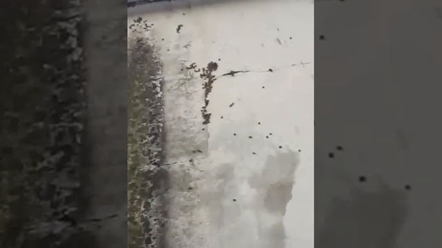 древесный щитник клоп Вонючка смотреть онлайн