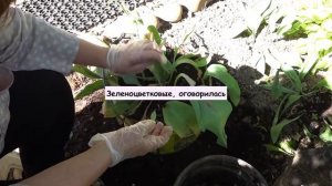 Тюльпаны в горшках отцвели,  достаю луковицы. Выводы по посадке тюльпанов в горшки
