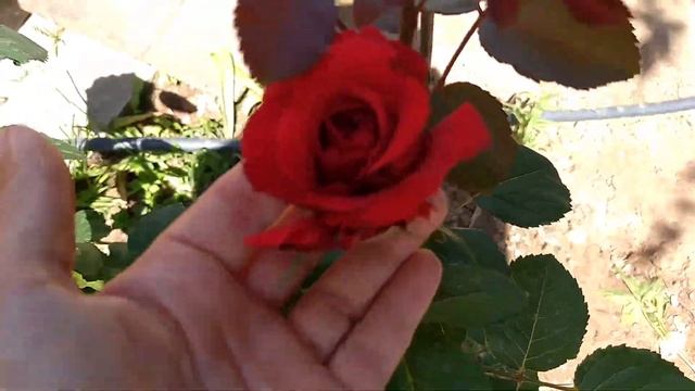 Роза Ред Наоми ( Red Naomi) Группа срезочные. смотреть онлайн