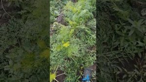 обзор сортов морковки!!! шантане- Саката. ньюкурода- ларк сидс. Карини-бейо