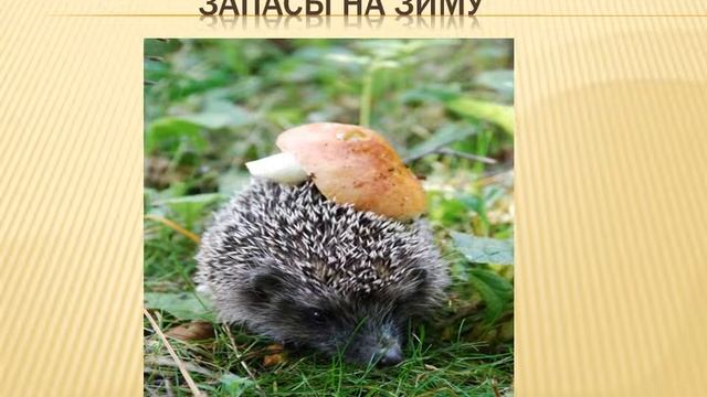 приметы осени
