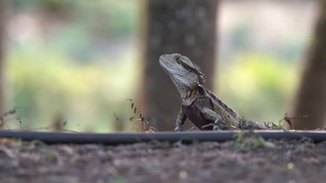 Canon EOS R7 Hands-on Video | CameraPro Australia смотреть онлайн