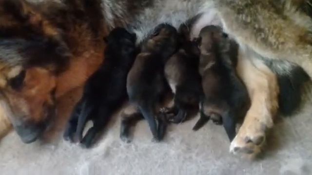 Новорожденные щенки "Щ" с Красных Прудов