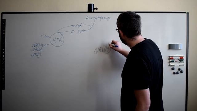 Базовая биохимия. Часть 1: Брожение и Дыхание дрожжей. смотреть онлайн