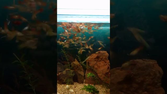 Гуппи едят корм заменяющий трубочника и мотыля смотреть онлайн