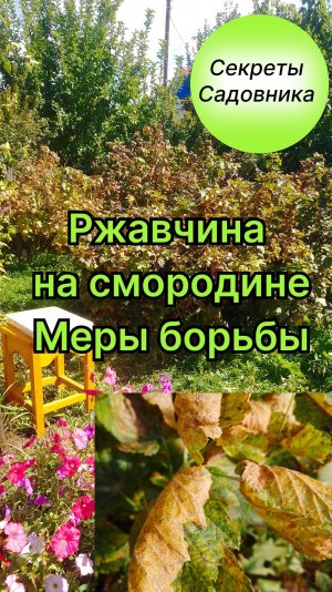 Ржавчина на смородине. Меры борьбы
