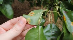 Ржавчина груши. Обработка в июне системными фунгицидами