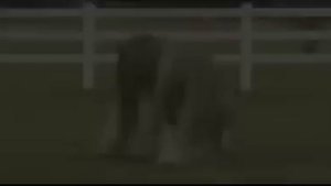 Цыганские чистокровные жеребцы