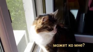 КОТ ТОШКА ВКУСНЫЙ ЗАПАХ  #коттошка