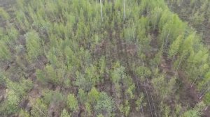 работа мульчера на ЛЭП