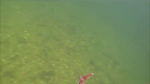 Подводная охота и рыбалка на реке Амга