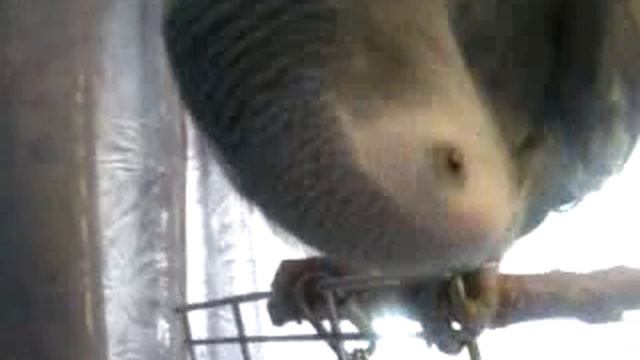 ЛАПКА, УШКО... смотреть онлайн