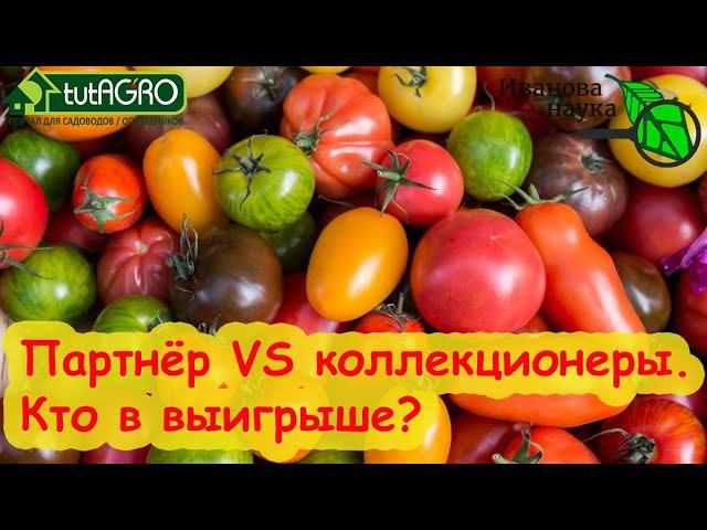 МНЕНИЕ. УГРОЖАЕТ ЛИ АГРОФИРМА ПАРТНЕР КОЛЛЕКЦИОНЕРАМ ТОМАТОВ? Охотники за сортами: благо или зло?