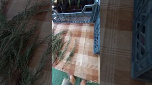 Результат укоренения можжевельника "Казацкий "
