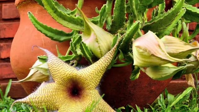 СТАПЕЛИЯ / СУККУЛЕНТ / CACTUS STAPLE смотреть онлайн