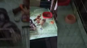 Взращивание щенков шпица : Вольер для щенков❗