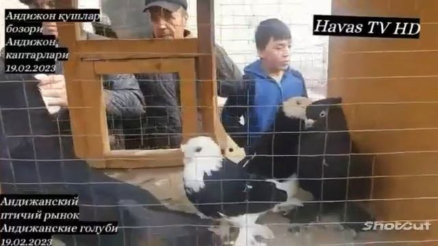 АНДИЖАНСКИЙ ПТИЧИЙ РЫНОК 19.02.2023. АНДИЖАНСКИЕ ГОЛУБИ. АНДИЖОН КАПТАРЛАРИ.