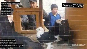 АНДИЖАНСКИЙ ПТИЧИЙ РЫНОК 19.02.2023. АНДИЖАНСКИЕ ГОЛУБИ. АНДИЖОН КАПТАРЛАРИ.