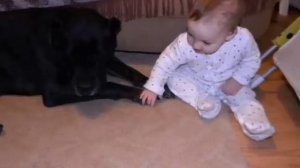 Кане Корсо и ребенок