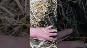 чем заполнить приствольный круг у деревьев чтобы корни дышали и дерево прекрасно развивалось