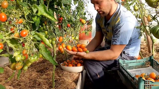 Лучший томат 2022!!! Пламя F1... Агрофирма Партнёр.