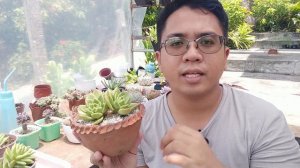 Echeveria Gilva / Nevada - Succulent Care Guide | Kalei Plants