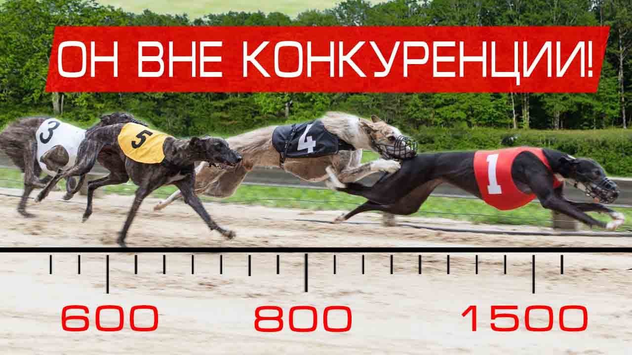 Электронный ошейник для охоты TRAINERTEC DT2200 превзошел Dogtra и Canicom смотреть онлайн